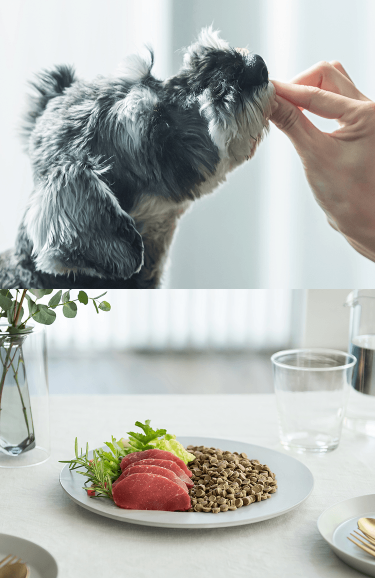 愛犬と食卓を囲もう