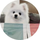 ワンちゃんのアイコン