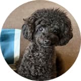 ワンちゃんのアイコン