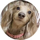 ワンちゃんのアイコン