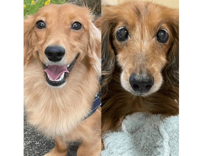 ワンちゃんの画像