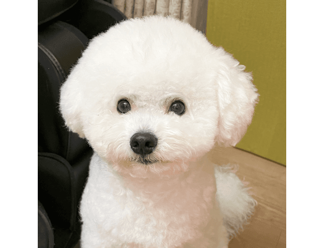 ワンちゃんの画像