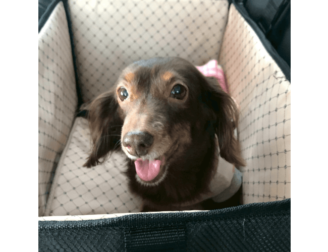 ワンちゃんの画像