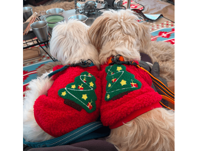 ワンちゃんの画像