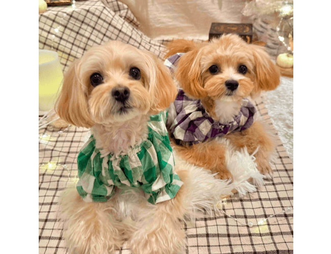 ワンちゃんの画像