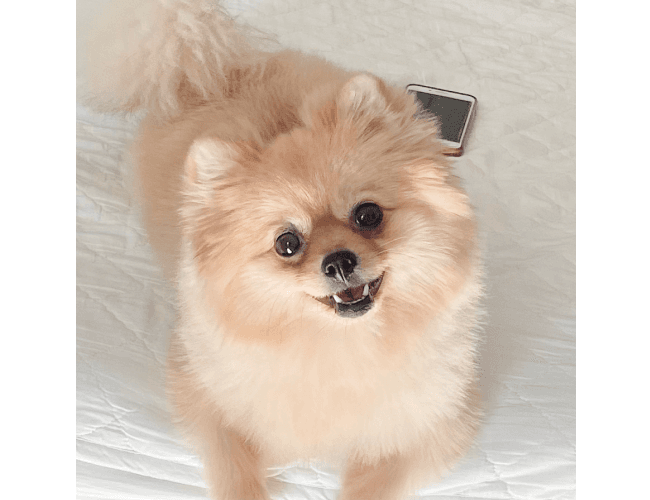 ワンちゃんの画像
