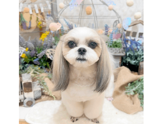 ワンちゃんの画像
