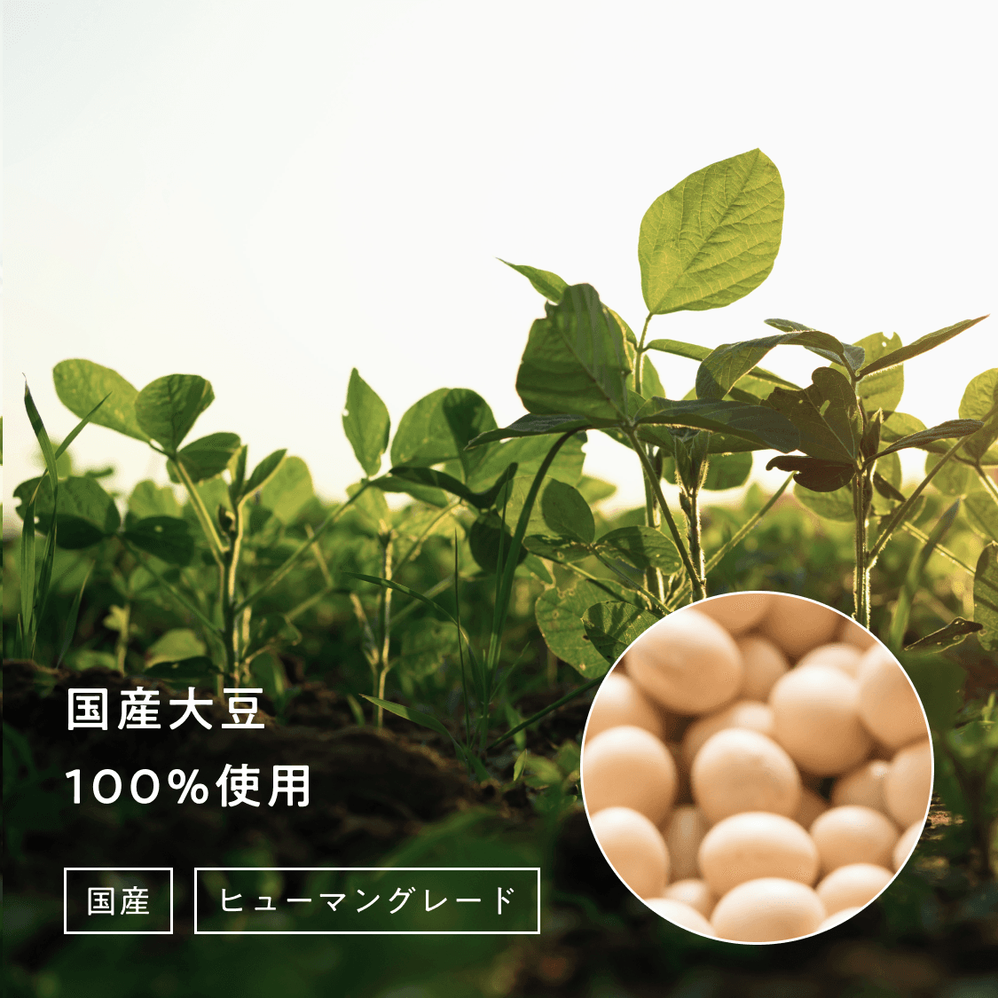 サクサク納豆ふりかけ