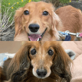 ワンちゃんのアイコン