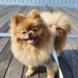 ワンちゃんのアイコン