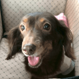 ワンちゃんのアイコン