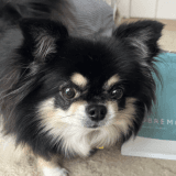 ワンちゃんのアイコン