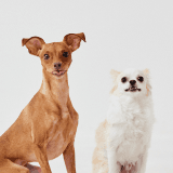 ワンちゃんのアイコン