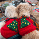 ワンちゃんのアイコン