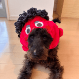 ワンちゃんのアイコン