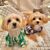 ワンちゃんのアイコン