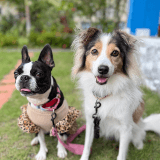 ワンちゃんのアイコン