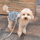 ワンちゃんのアイコン