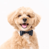 ワンちゃんのアイコン