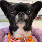 ワンちゃんのアイコン