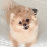 ワンちゃんのアイコン