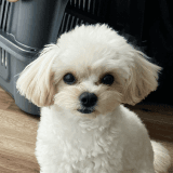 ワンちゃんのアイコン