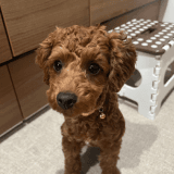 ワンちゃんのアイコン