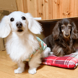 ワンちゃんのアイコン