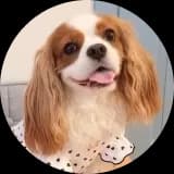 ワンちゃんのアイコン