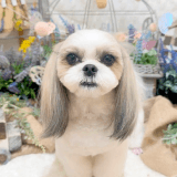 ワンちゃんのアイコン