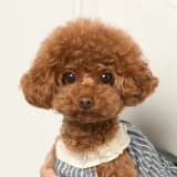 ワンちゃんのアイコン