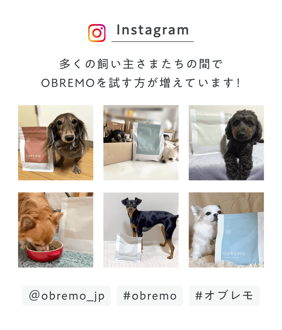 instagram_多くの飼い主さたちの間でOBREMOを試す方が増えています！