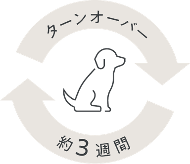 ターンオーバー約3週間