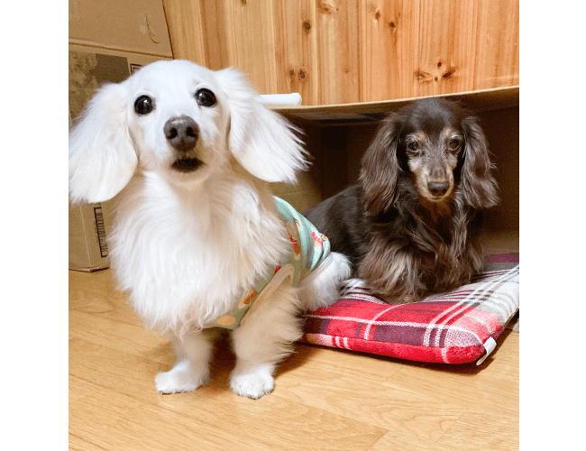 ワンちゃんの画像