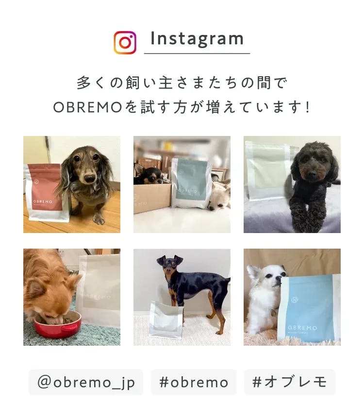 instagram_多くの飼い主さたちの間でOBREMOを試す方が増えています！